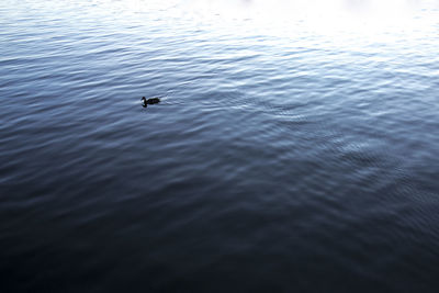 High angle view of swan swimming in lake