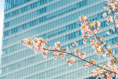 Low angle view of pink flowering tree in city