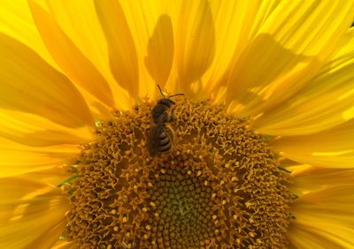 Extreme close-up of bee pollinating on sunflower