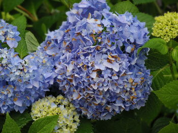 Close-up of purple hydrangea flowers