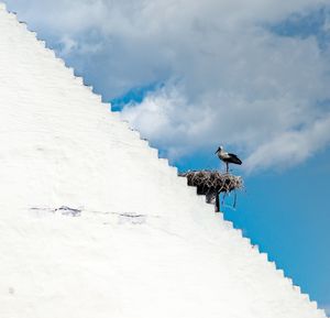 Low angle view of bird on wall against sky