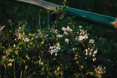 Close-up of flowering plants on field