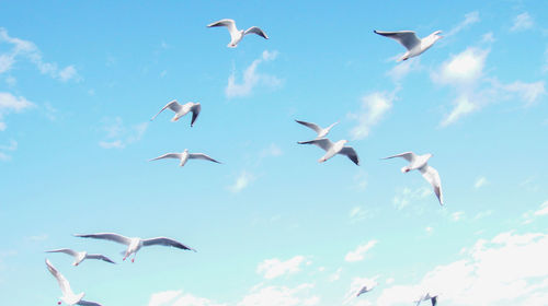 Low angle view of seagulls flying