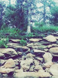 Stone wall in forest