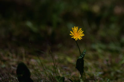 Close-up of yellow flowering plant on land