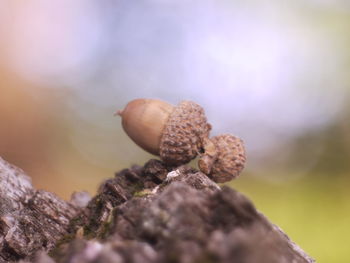 Close-up of pine cone