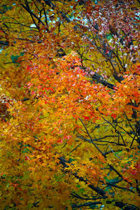 Autumn leaves on tree