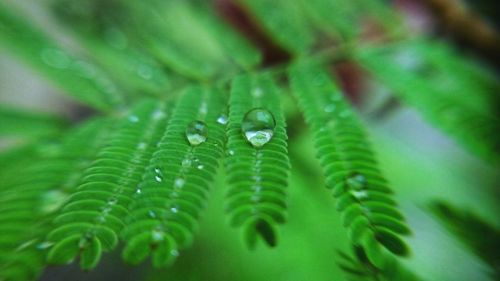 Close-up of raindrops on leaves