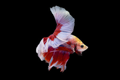 Close-up of fish against black background