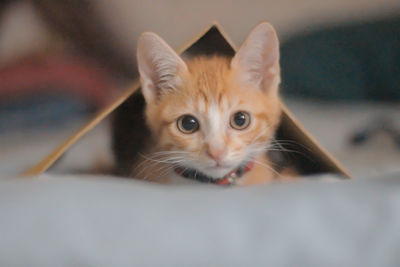 Portrait of cat on floor