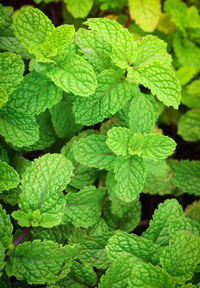 Full frame shot of green leaves