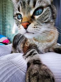 Close-up portrait of a cat