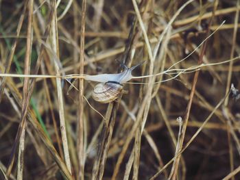 Close-up of snail on plant