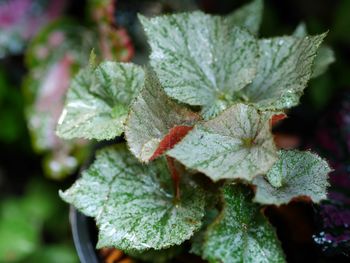 Close-up of leaves on plant during winter