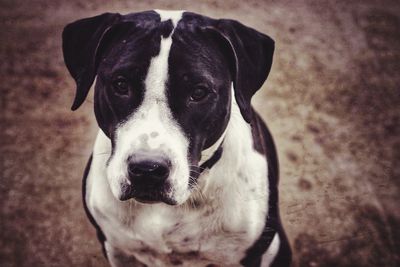 Close-up portrait of dog