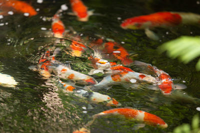 Fish swimming in a lake