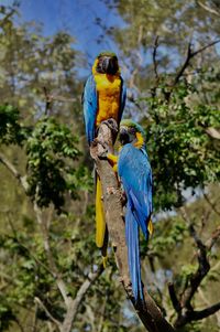 Low angle view of two birds perching on branch