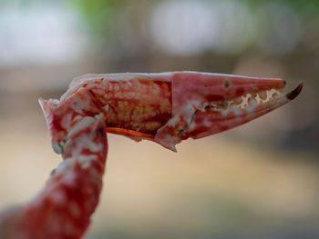 Close-up of hand holding crab. crab meat