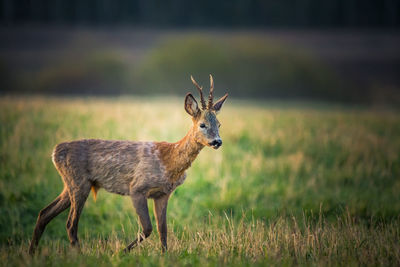 A beautiful portrait of young adult roe deer buck during spring sunrise. 