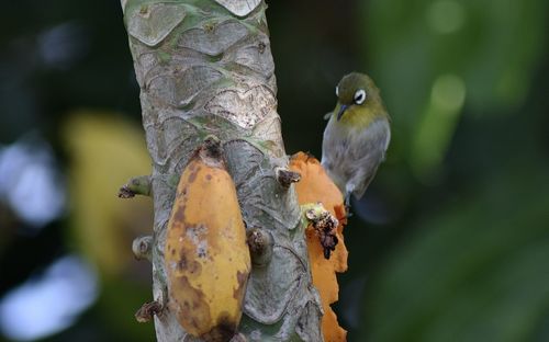 Close-up of birds perching on tree