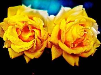 Close-up of rose