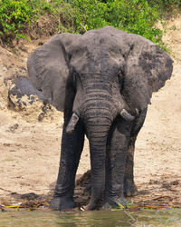 African elephant, loxodonta africana, kazinga channel, uganda