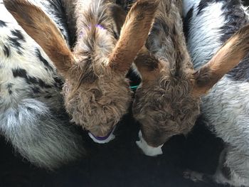 High angle view of sheep