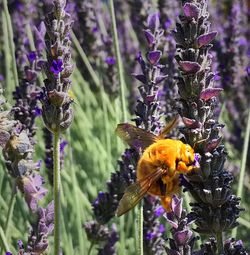 Close-up of bee on lavender