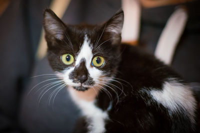 Close-up portrait of cat at home