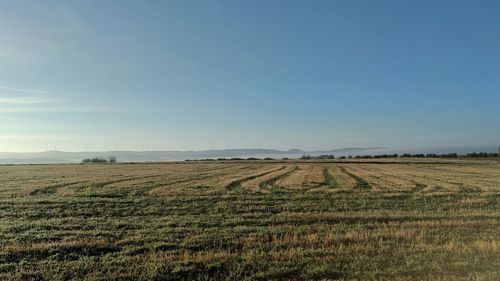 Cultivo de cereal, ciudad real, españa. tierra de cultivo.cereal cultivation, spain.  farmland.