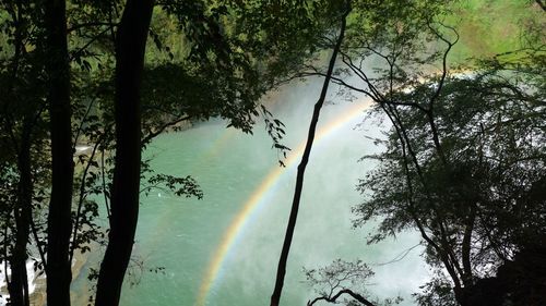 Scenic view of rainbow in forest