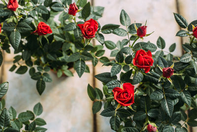 Gardening, planting and flora concept - close up of plant red spray rose in pots at greenhouse