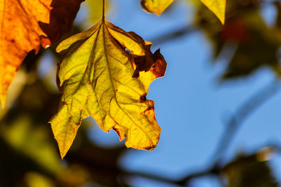 Close-up of yellow maple leaves