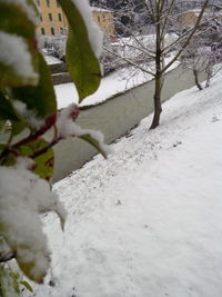 View of a snow covered tree