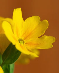 Close-up of yellow flower blooming outdoors