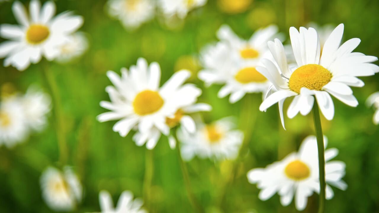 flower, freshness, petal, fragility, flower head, white color, daisy, growth, beauty in nature, blooming, pollen, nature, plant, yellow, close-up, focus on foreground, field, in bloom, day, outdoors