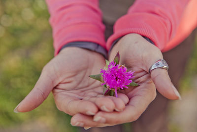Midsection of person holding purple flower