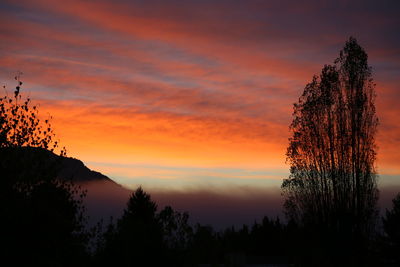 Silhouette of trees at sunset