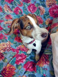 Curious dog looking away, on a colorful flower  bedspread.