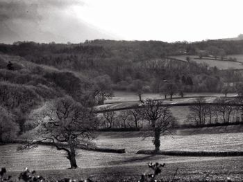 Trees on field by river against sky