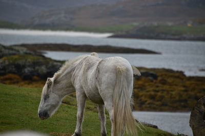 Close-up of pony standing by sea