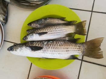 High angle view of fish on table