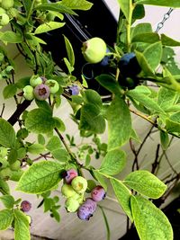 Close-up of berries growing on tree