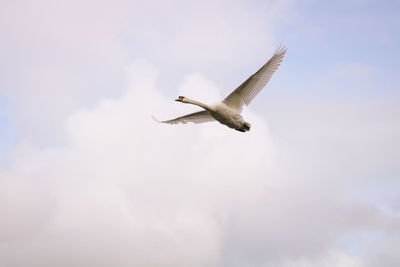 Low angle view of mute swan flying