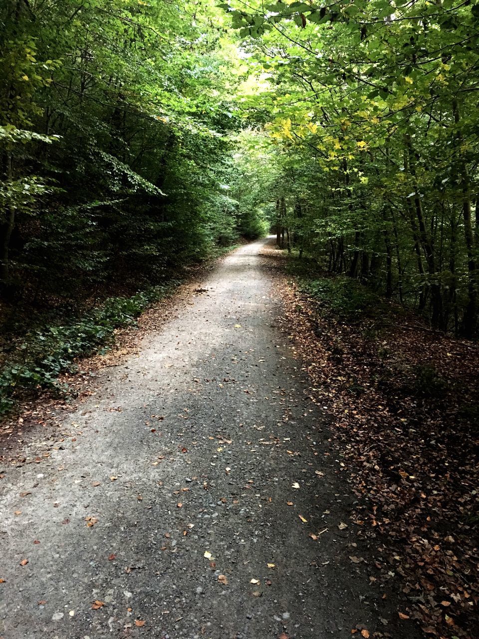 EMPTY COUNTRY ROAD ALONG TREES