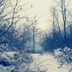 Bare trees on snow covered landscape