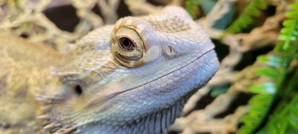 Close-up of lizard