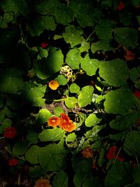 High angle view of leaves on plant