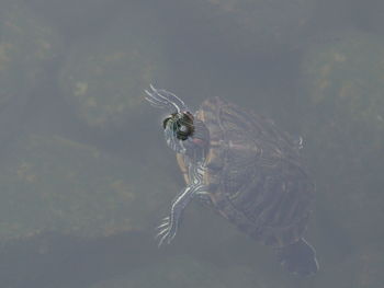 Close-up of turtle coming up for air