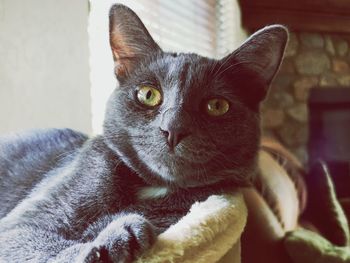 Close-up portrait of cat relaxing at home